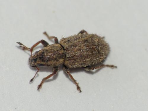 Réf. 313 752 : Sitona hispidulus